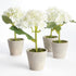 Mini Hydrangea Potted 8", Set Of 4 - View 2