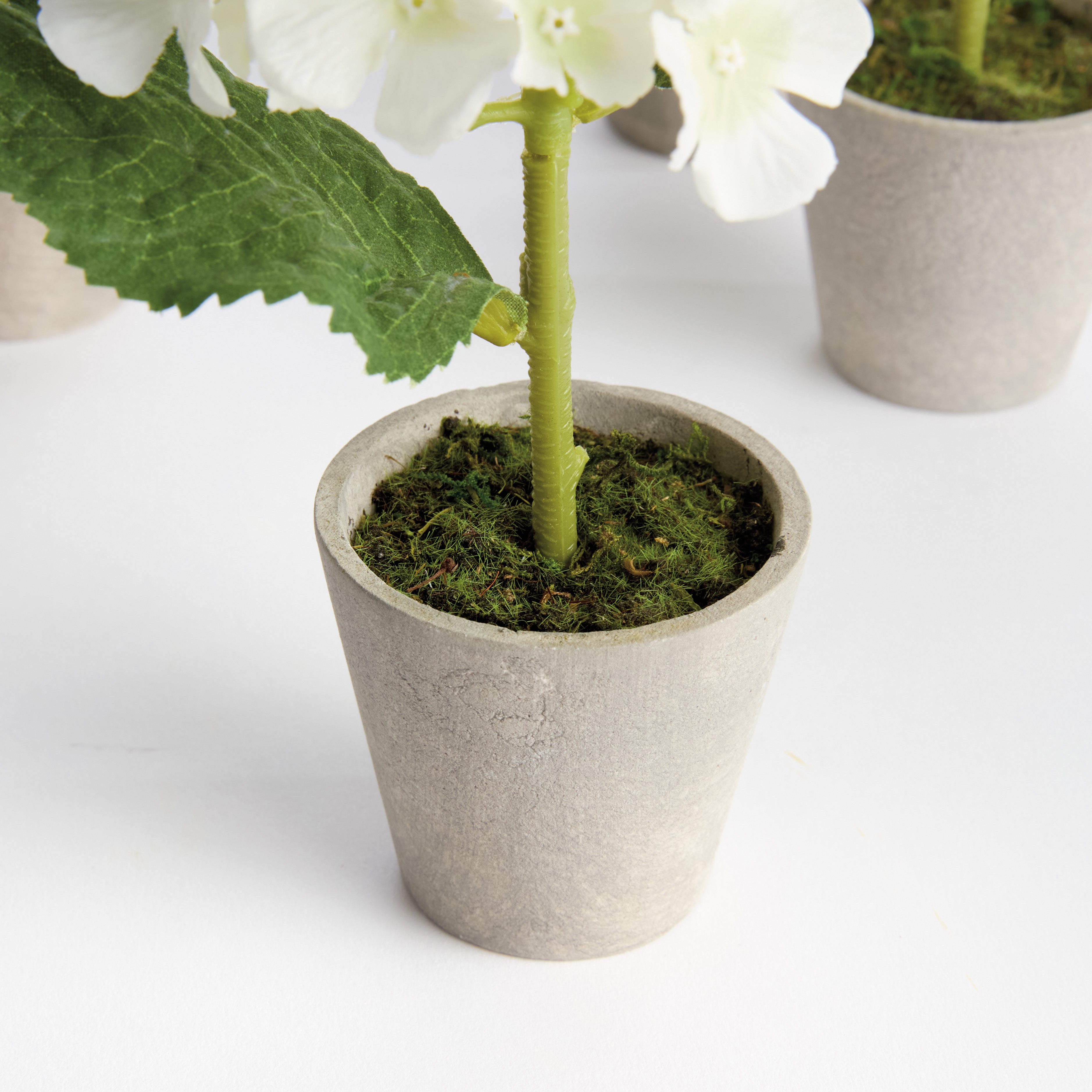 Mini Hydrangea Potted 8", Set Of 4 - View 3