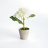 Mini Hydrangea Potted 8", Set Of 4 - View 4