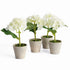 Mini Hydrangea Potted 8", Set Of 4