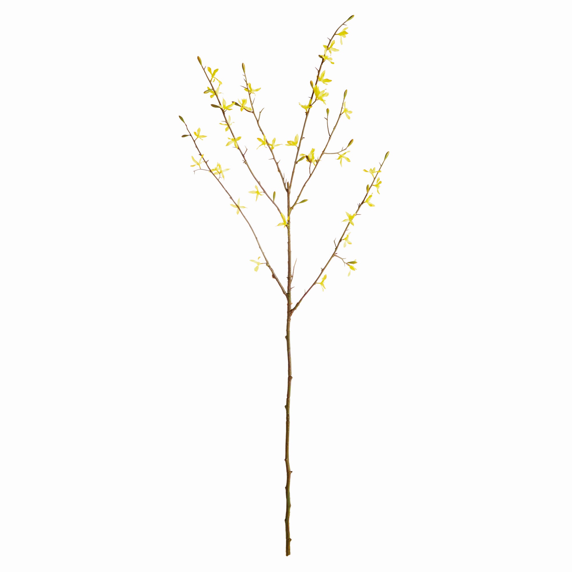 Forsythia Stems 47", Set Of 6