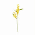 Mimosa Cuttings 11", Set Of 12