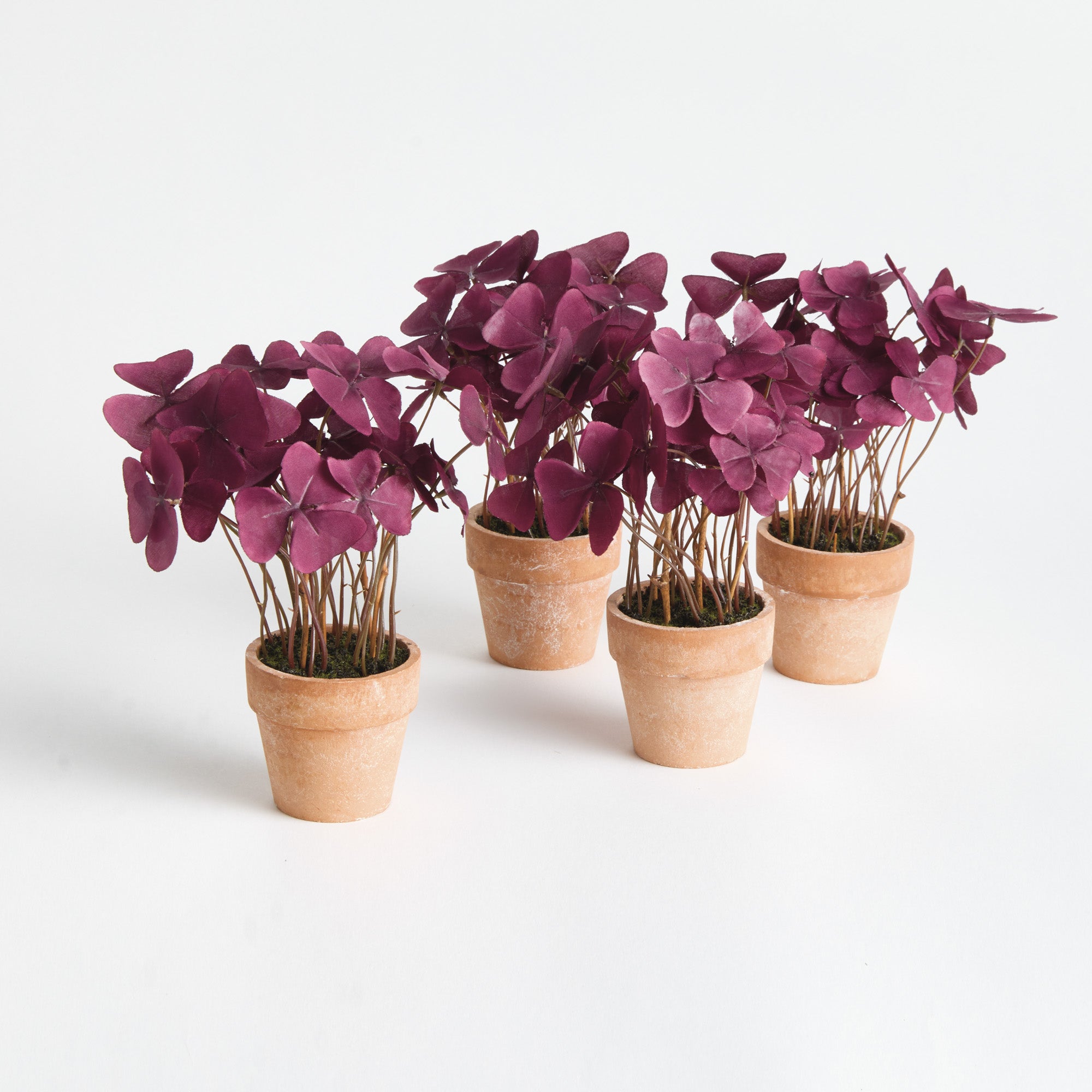 Mini Oxalis Potted Drop-In 7" St/4 - View 3