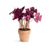Mini Oxalis Potted Drop-In 7" St/4
