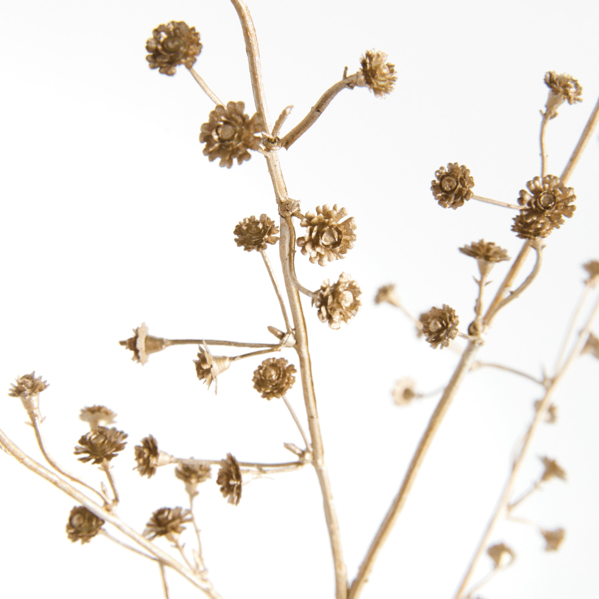 Gilded Baby'S Breath Stems 31" St/4 - View 3