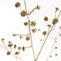 Gilded Baby'S Breath Stems 31" St/4 - View 3