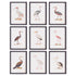 Aquatic Birds Study, Set Of 9