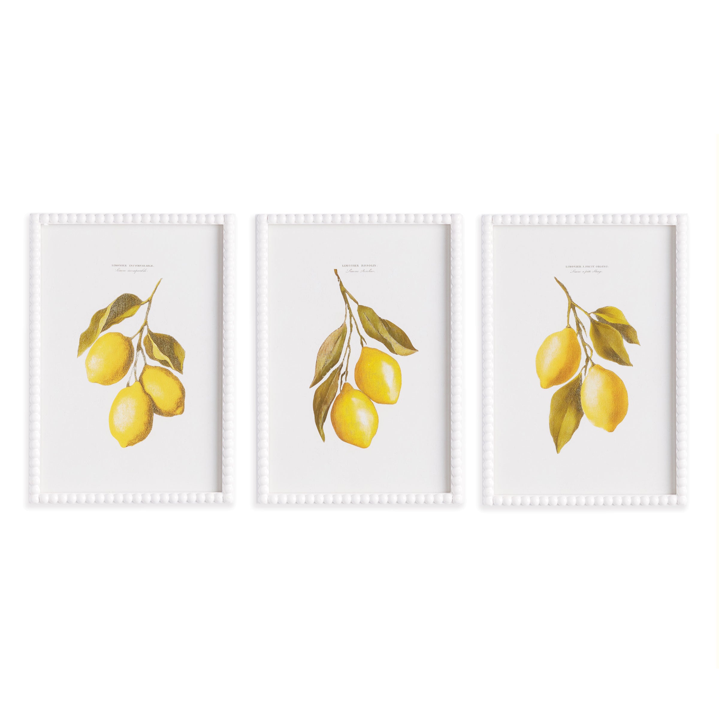 Lemon Cuttings Study, Set Of 3