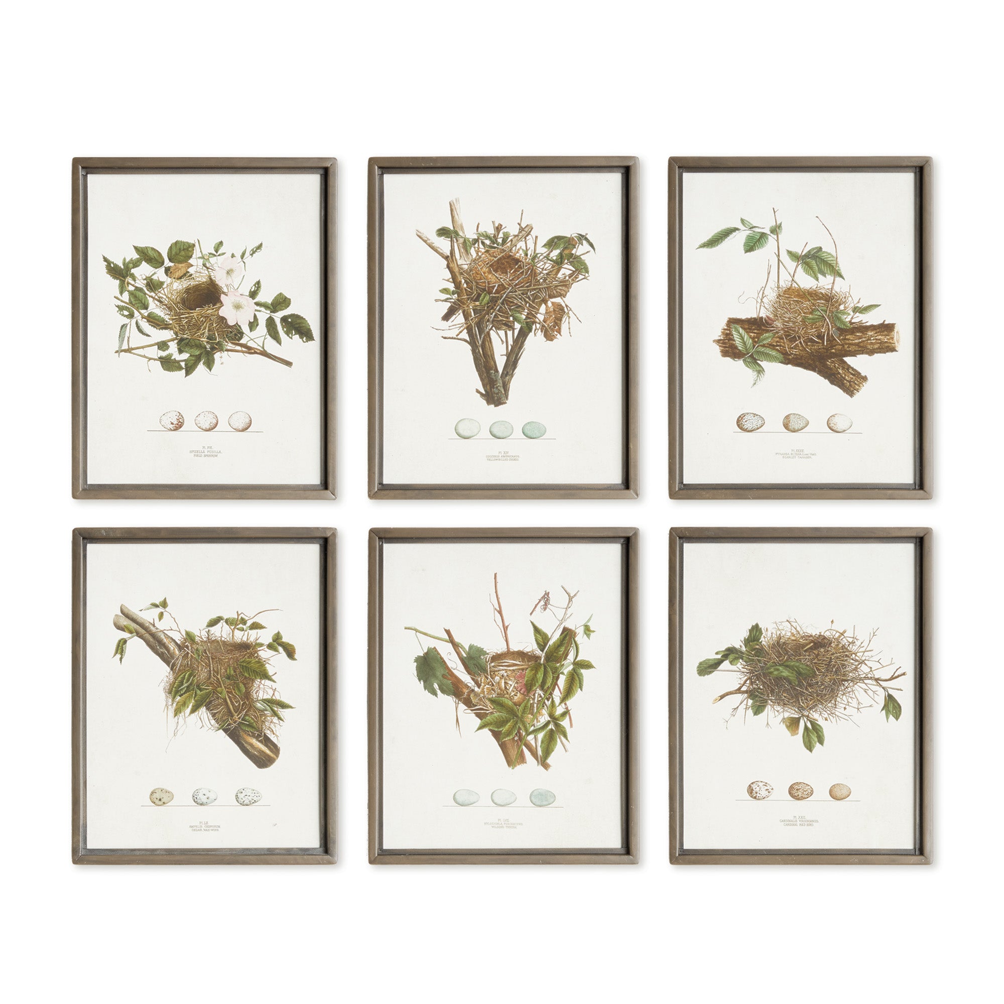 Assorted Bird Nest Study St/6