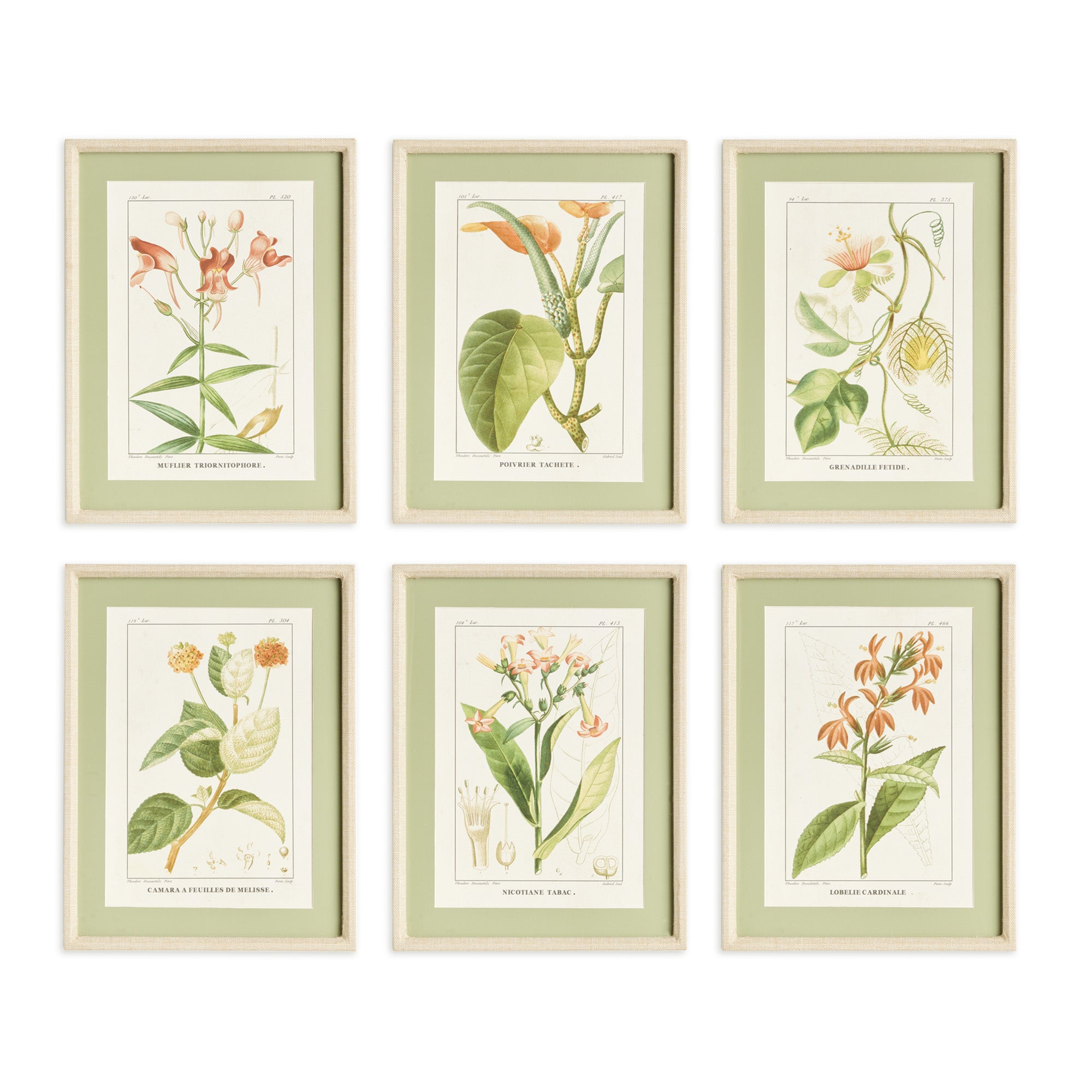 Assorted Blooming Plant Study St/6