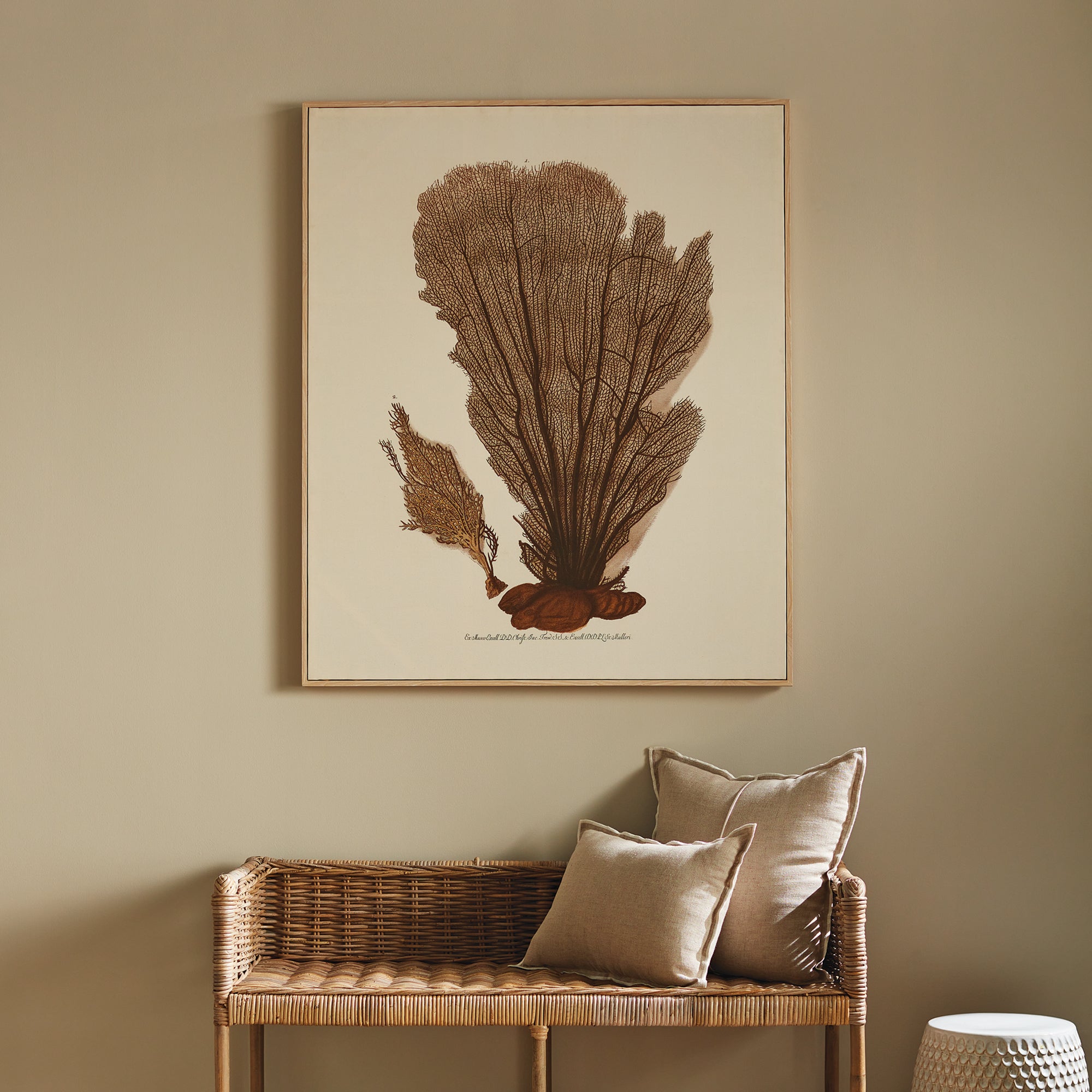 Coral Fan Giclee - View 4