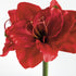 Amaryllis Stems St/2 - View 3