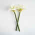 Amaryllis Stems St/2 - View 2