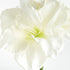 Amaryllis Stems St/2 - View 3