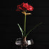 Amaryllis Bulb St/2 - View 7