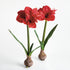 Amaryllis Bulb St/2 - View 2