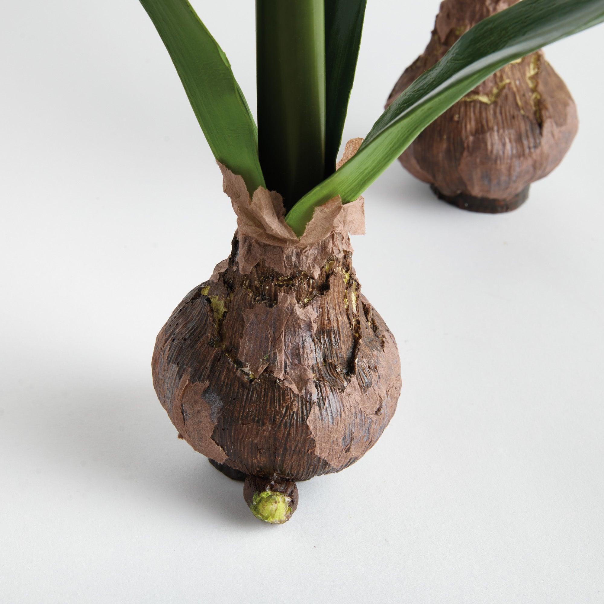 Amaryllis Bulb St/2 - View 5
