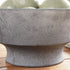 CEDRIC DECORATIVE FOOTED BOWL BY NAPA HOME & GARDEN - A. Dodson's