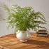 SOFT FERN DROP-IN 36" - view 3