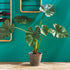 ALOCASIA POTTED 42" - view 5