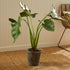 ALOCASIA POTTED 42" - view 6