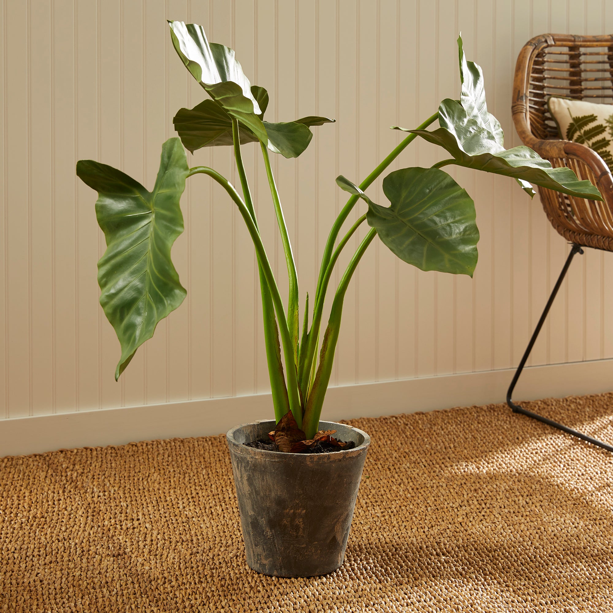 Alocasia Potted 42" - View 6