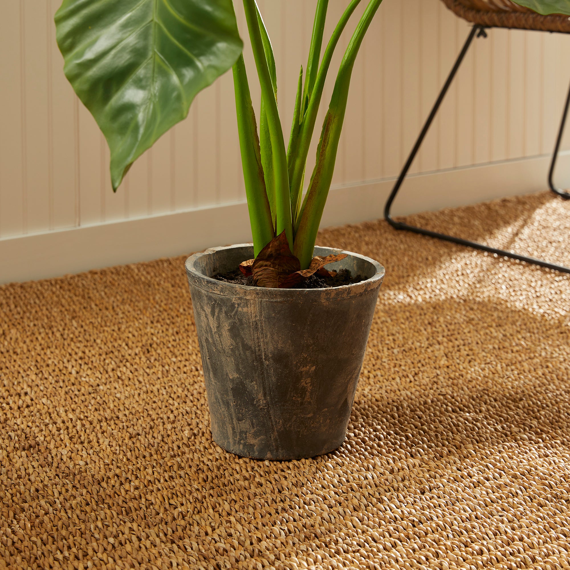ALOCASIA POTTED 42" - view 7