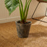 ALOCASIA POTTED 42" - view 7