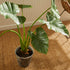 ALOCASIA POTTED 42" - view 9