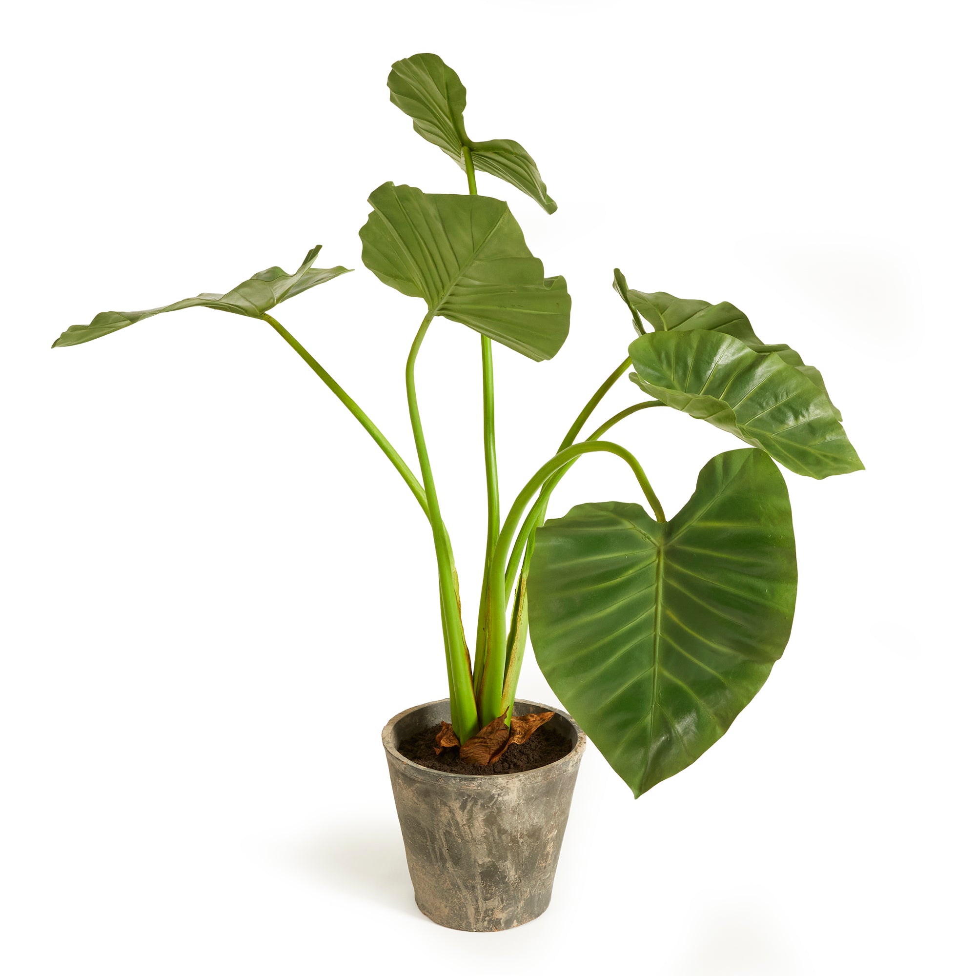 Alocasia Potted 42" - View 2