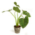 ALOCASIA POTTED 42" - view 2