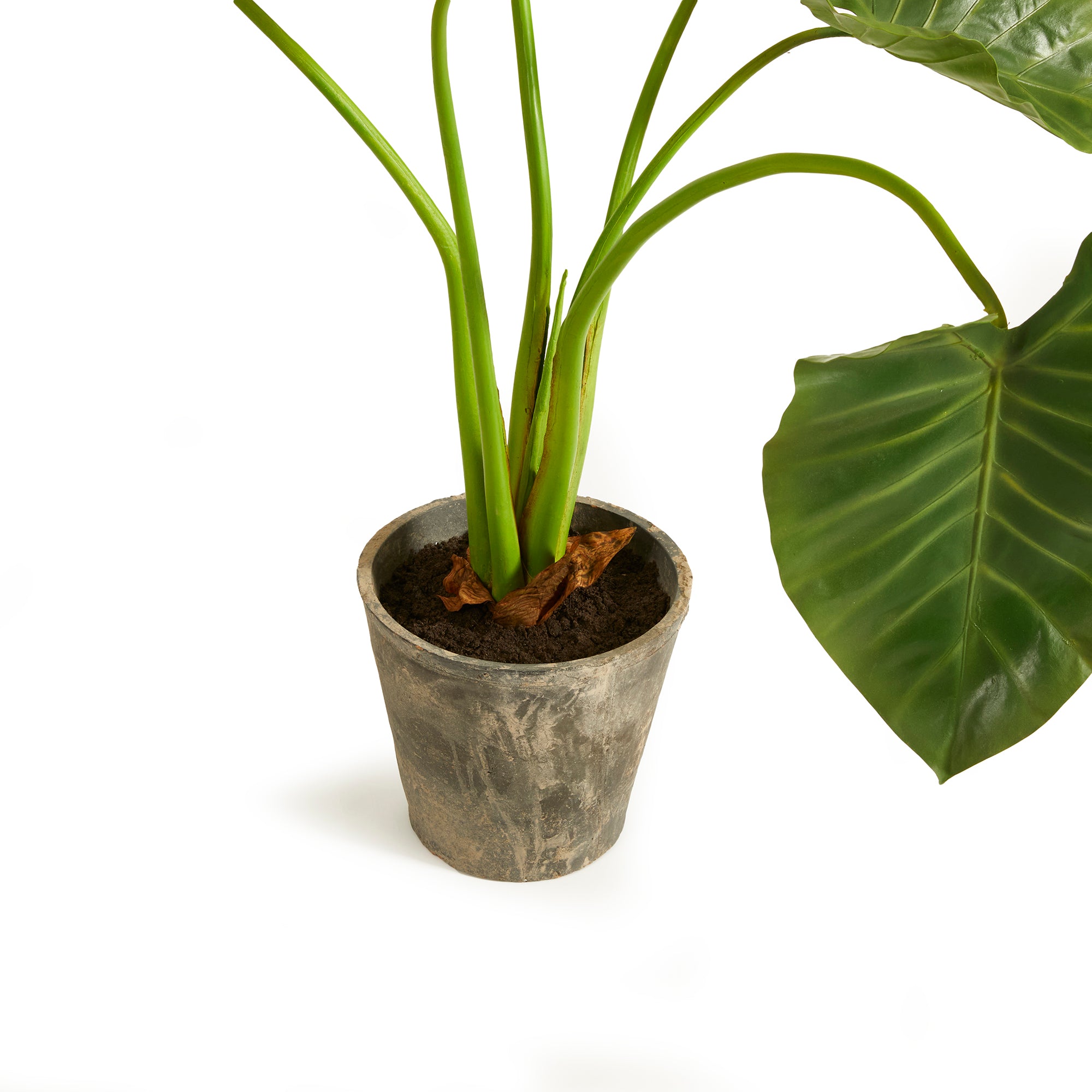 ALOCASIA POTTED 42" - view 3