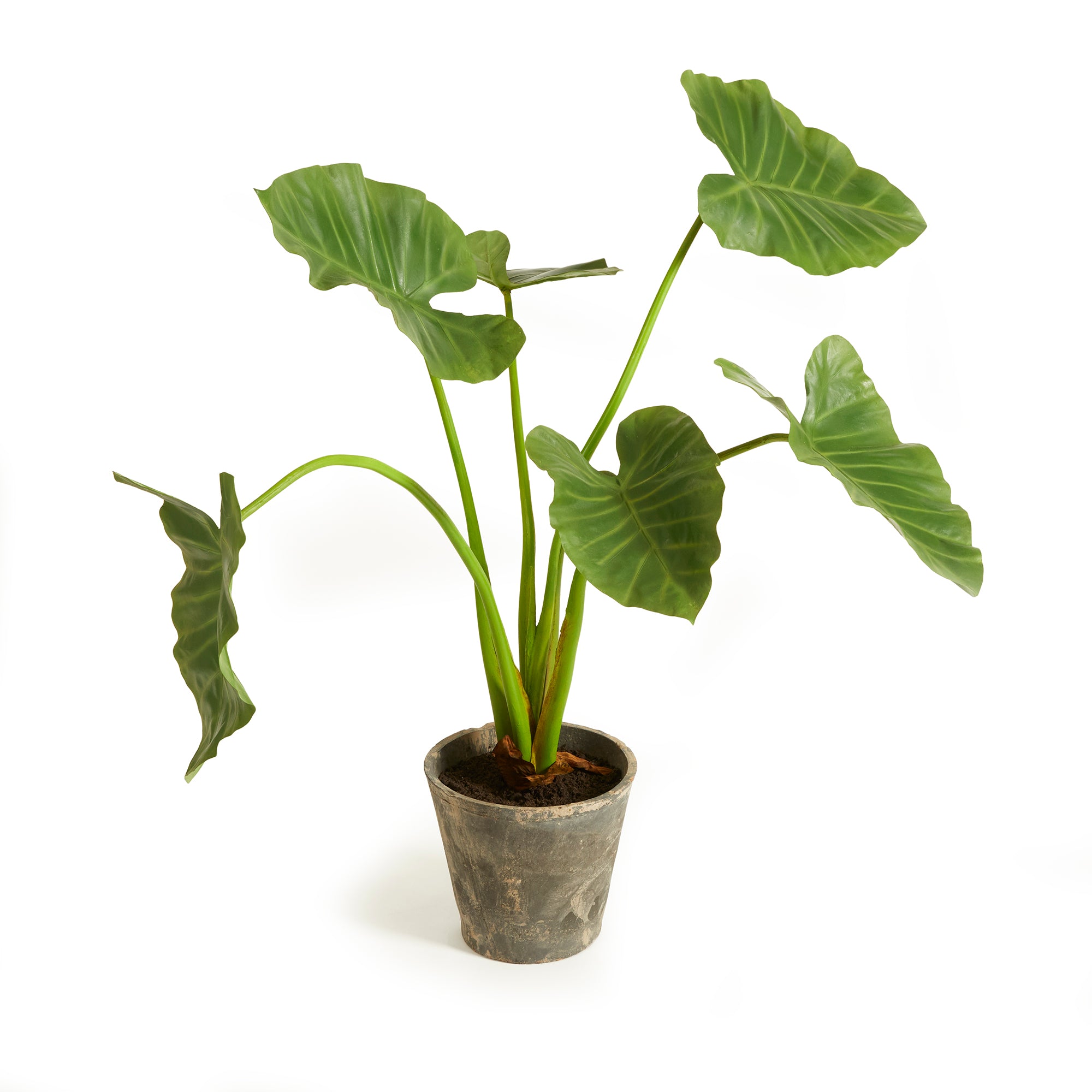ALOCASIA POTTED 42" - view 4