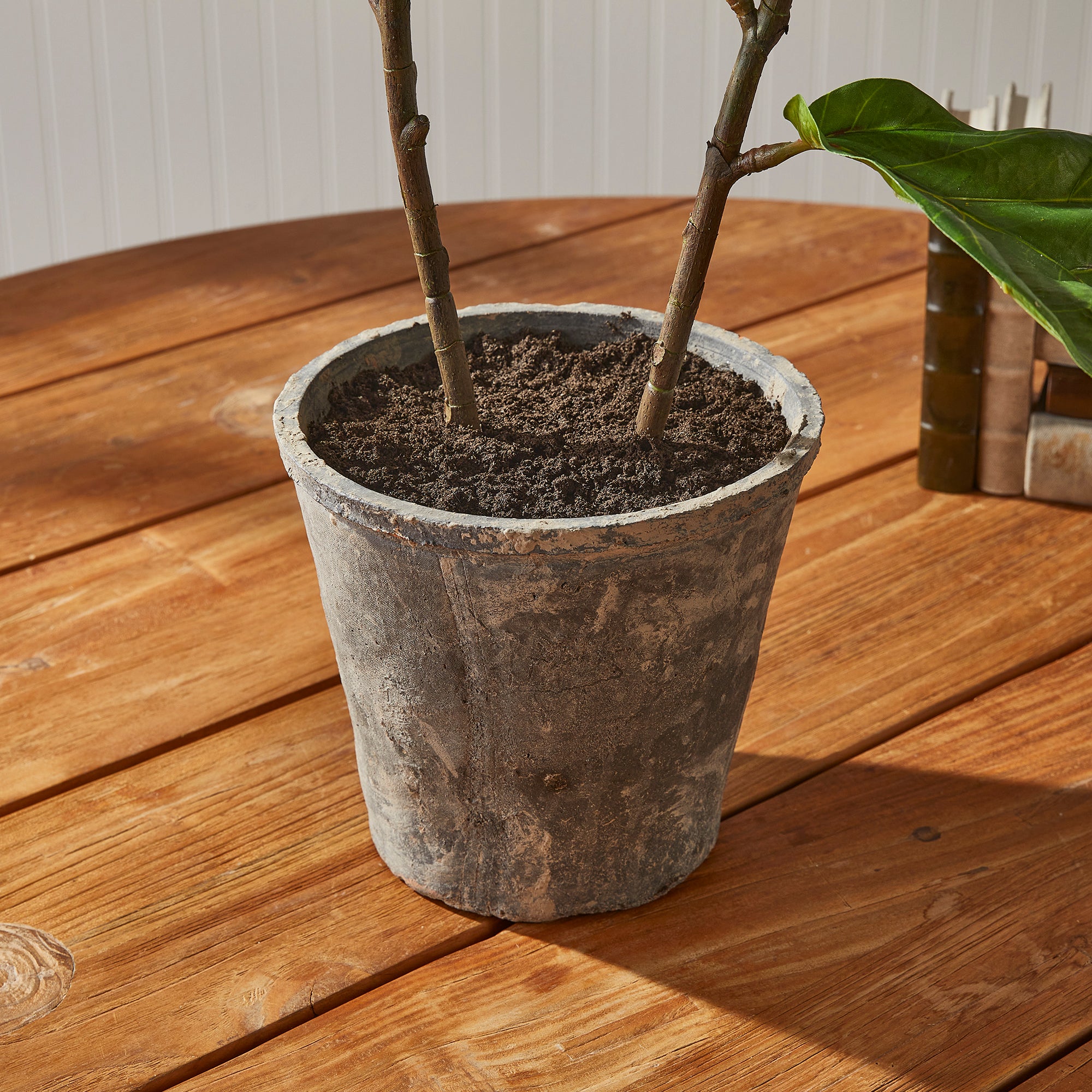 Fiddle Leaf Fig Potted 43" - View 3