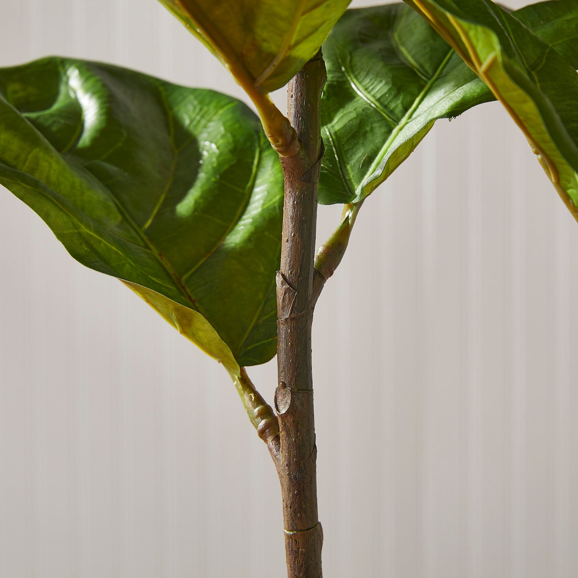 FIDDLE LEAF FIG POTTED 43" - view 4