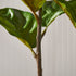 FIDDLE LEAF FIG POTTED 43" - view 4