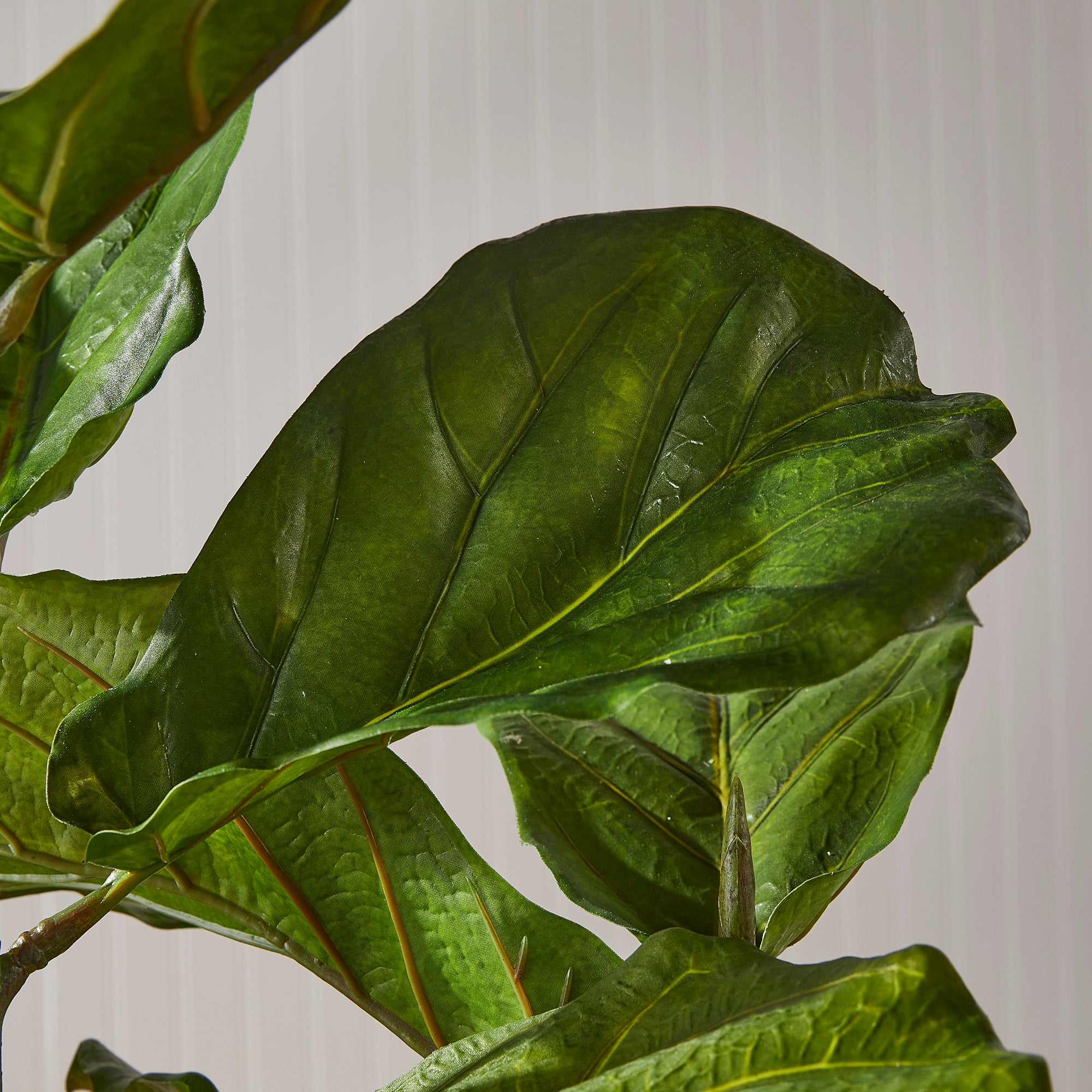 FIDDLE LEAF FIG POTTED 43" - view 5