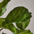 FIDDLE LEAF FIG POTTED 43" - view 5