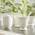 Mirabelle Mini Cachepots, Set Of 6 - View 13