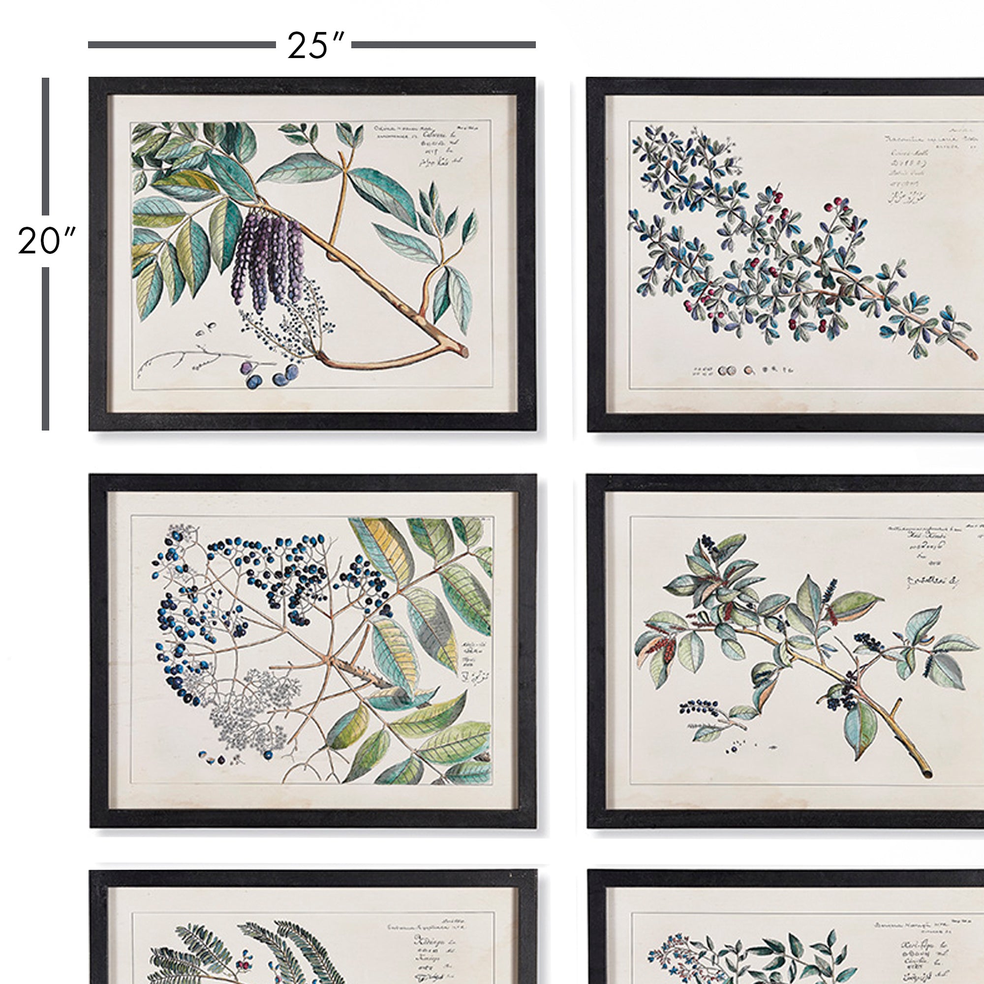 BERRY BRANCH BOTANICAL STUDY, SET OF 6 - view 2