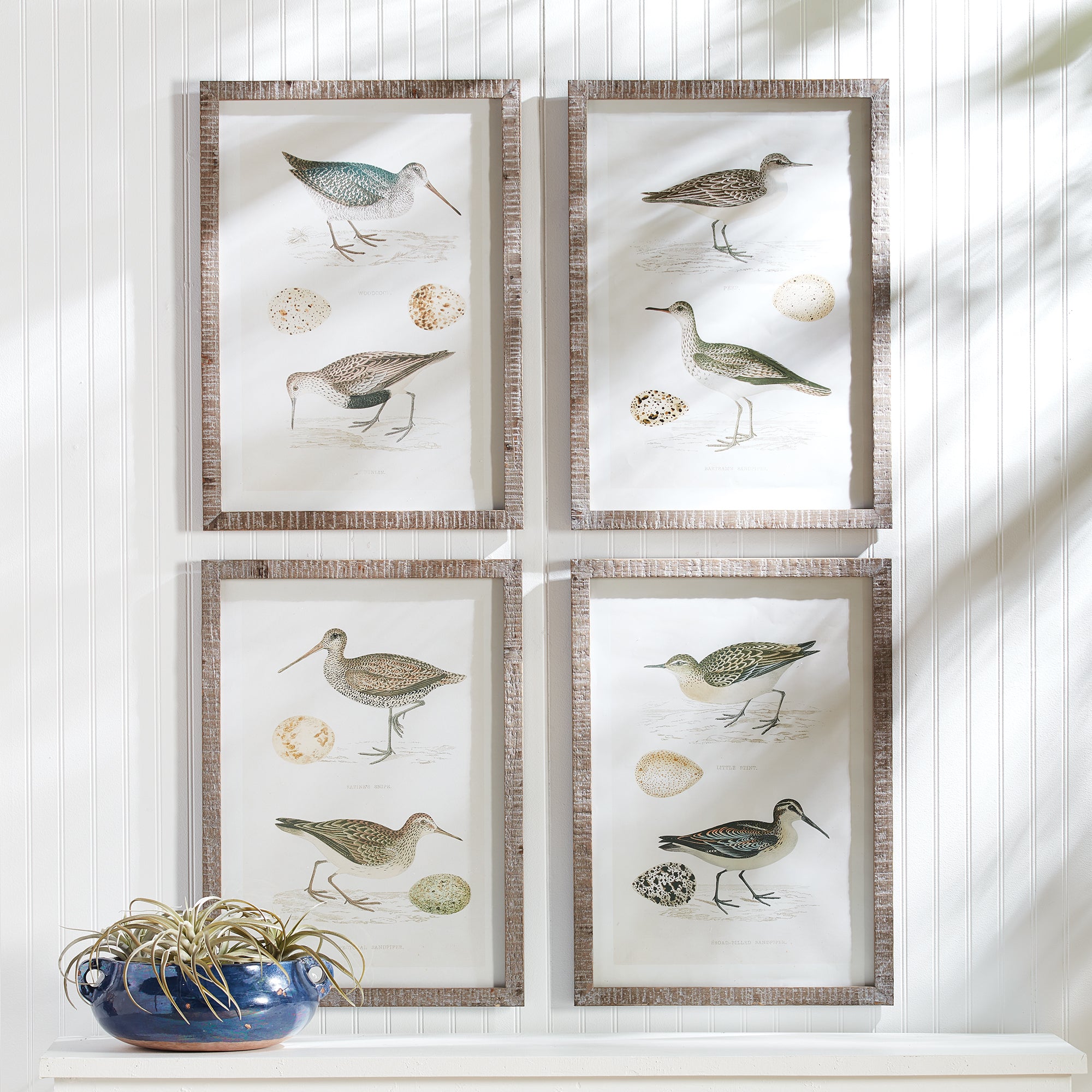Coastal Birds Study, Set Of 4 - View 3