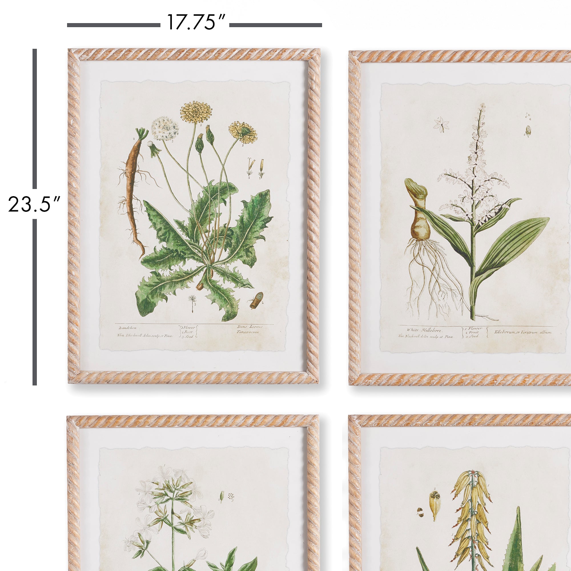 VINTAGE BOTANICAL STUDY, SET OF 4 - view 2