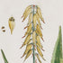VINTAGE BOTANICAL STUDY, SET OF 4 - view 5