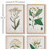 MEADOW BOTANICAL STUDY, SET OF 4 - view 2