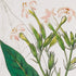 MEADOW BOTANICAL STUDY, SET OF 4 - view 5