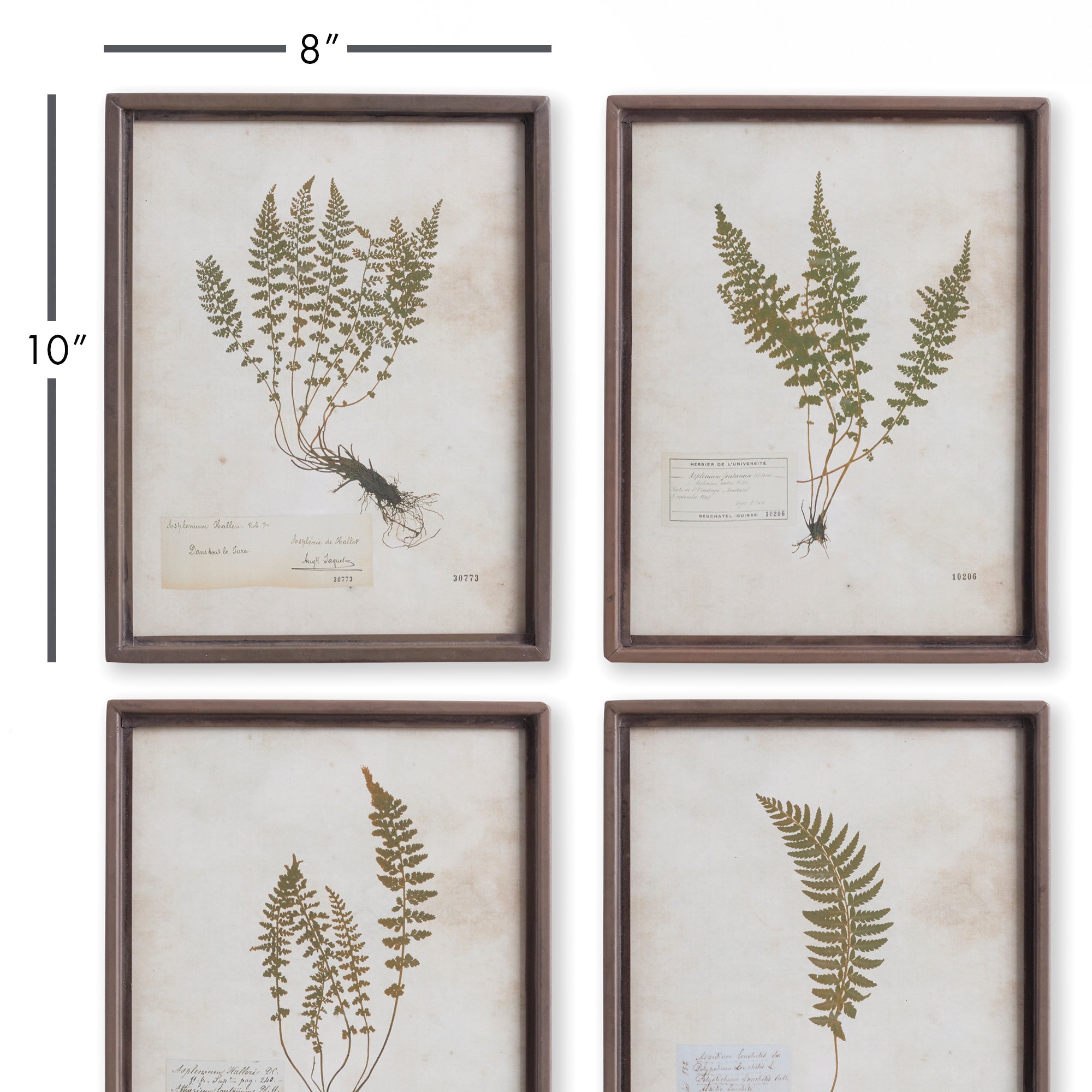 Petite Frond Prints, Set Of 4 - View 2