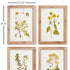 GOLDEN WILDFLOWER STUDY, SET OF 4 - view 3