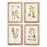 Golden Wildflower Study, Set Of 4