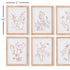 Botanicals In Blush Prints, Set Of 6 - View 3