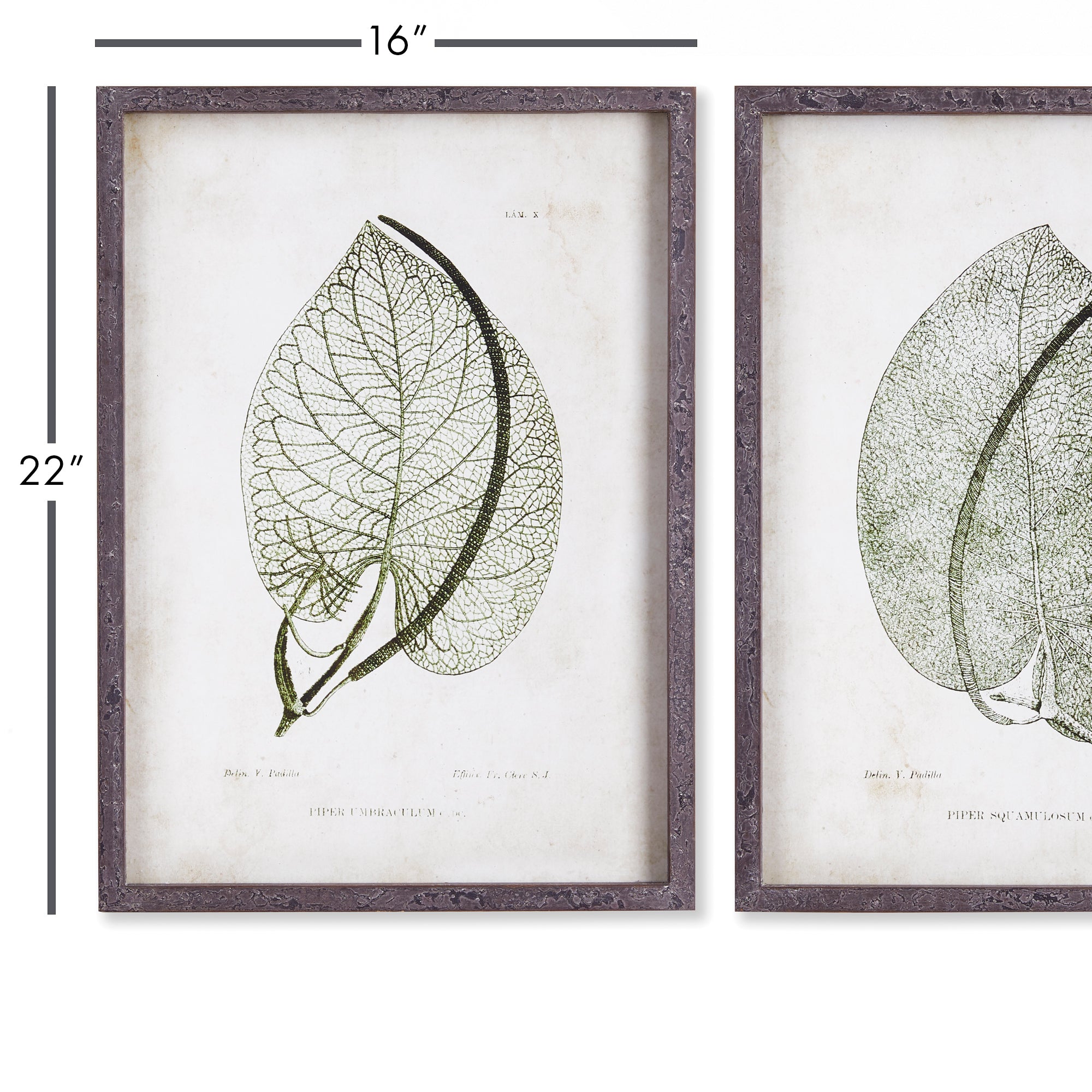 CORDATE LEAF STUDY, SET OF 2 - view 3